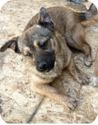 Welpe Kenya w, 7 Mo., 28cm hoch,