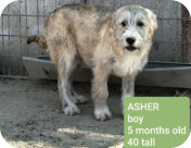 Welpe Asher m, 5 Mo., 40cm hoch,