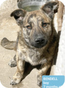 Welpe Bendell m, 7 Mo., 32cm hoch,