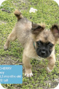 Welpe Cherry m, 3,5 Mo., 20cm hoch, 
