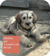 Welpe Aronia w, 5 Mo., 48 cm hoch,