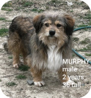 Murphy m, 2 Jahre alt, kastriert, 36cm hoch