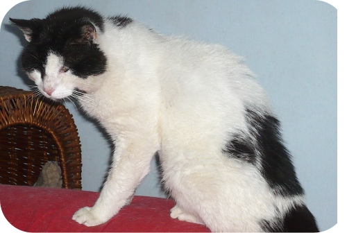 Emmi