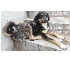 Welpe Bruno m, 7 Mo., 51cm hoch, 