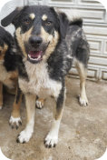 Coby, m, 2 Jahre, 41cm hoch, kastriert